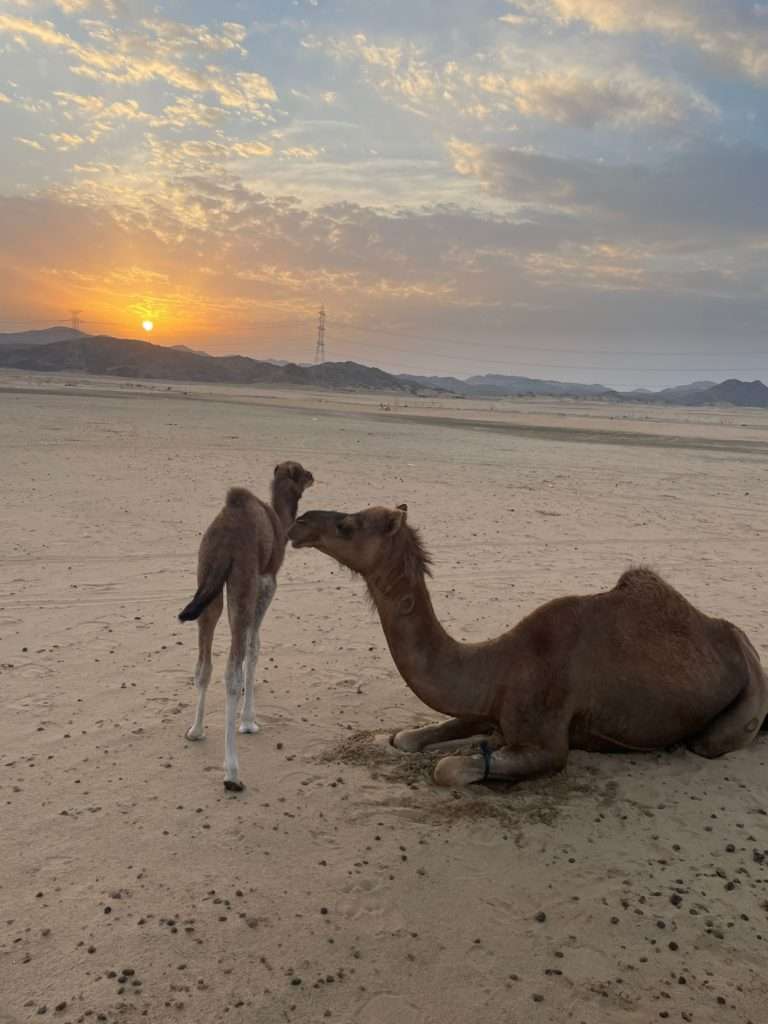 Activités en arabie saoudite